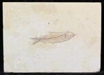 Nice Details Knightia Fossil Fish - Wyoming #29842-1